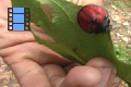 Scene_40e_Red armoured bug crawling on a detached leaf